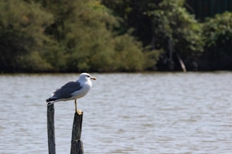 A seagull is perched on a wooden post near a body of water. The background features dense, green foliage, suggesting a natural, serene environment.