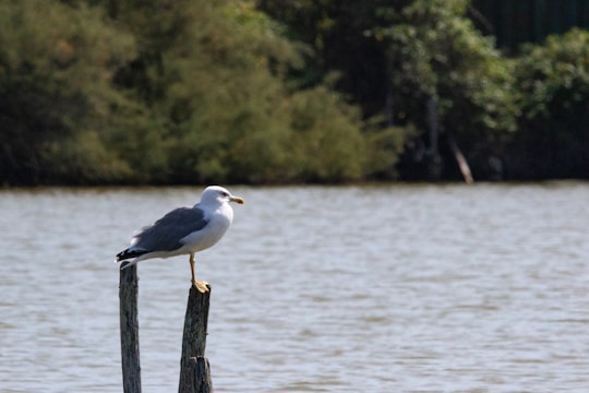 A seagull is perched on a wooden post near a body of water. The background features dense, green foliage, suggesting a natural, serene environment.