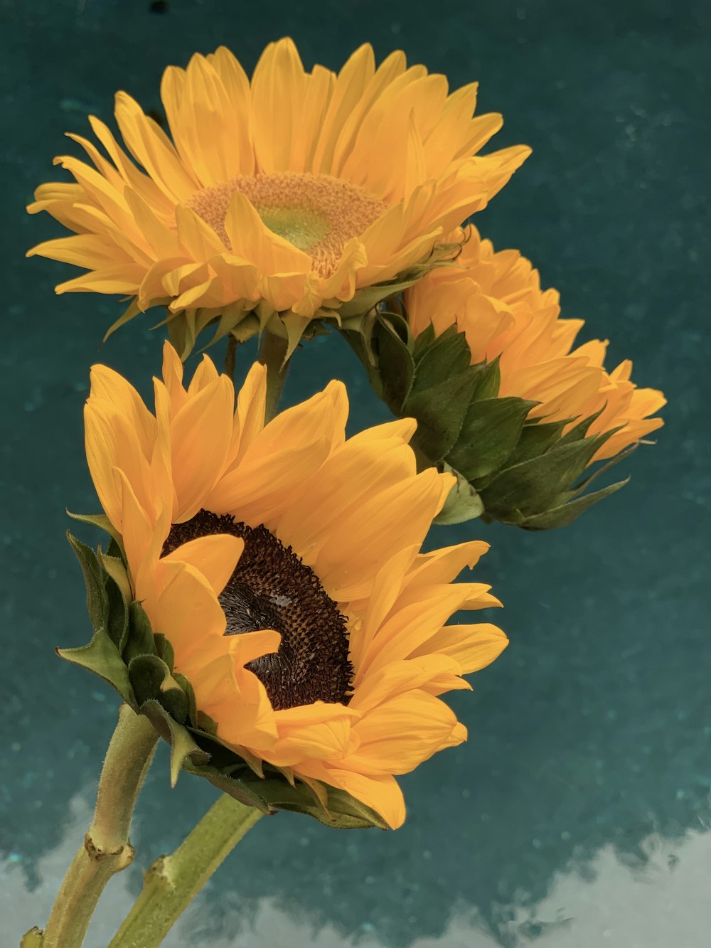 yellow sunflower in close up photography