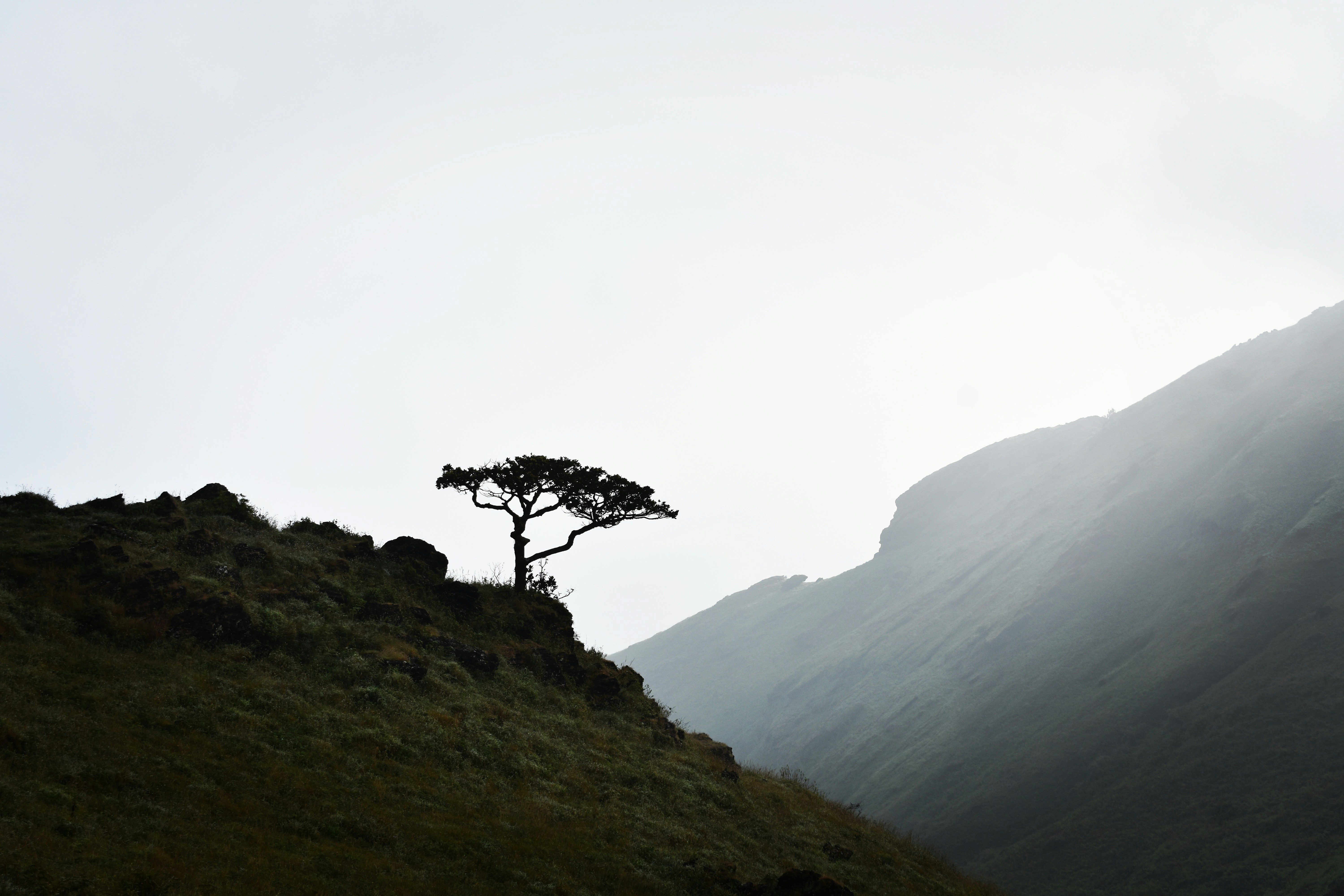 a lone tree on the side of a hill