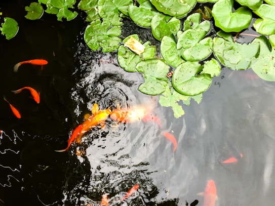 A pond with several koi fish swimming beneath the surface. Green lily pads float on the water's surface, reflecting sunlight. The water appears dark, contrasting with the bright orange and white hues of the fish.