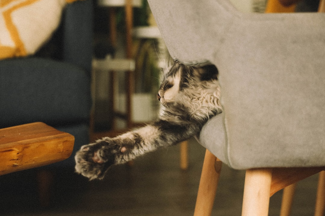 silver tabby cat on gray cat tree