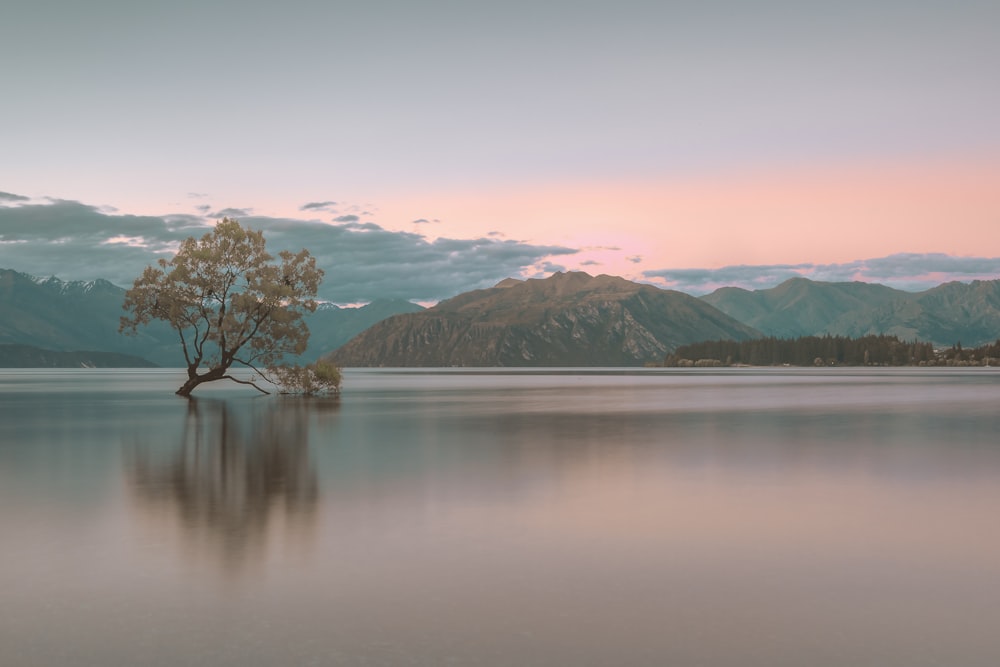 green tree on lake shore during daytime