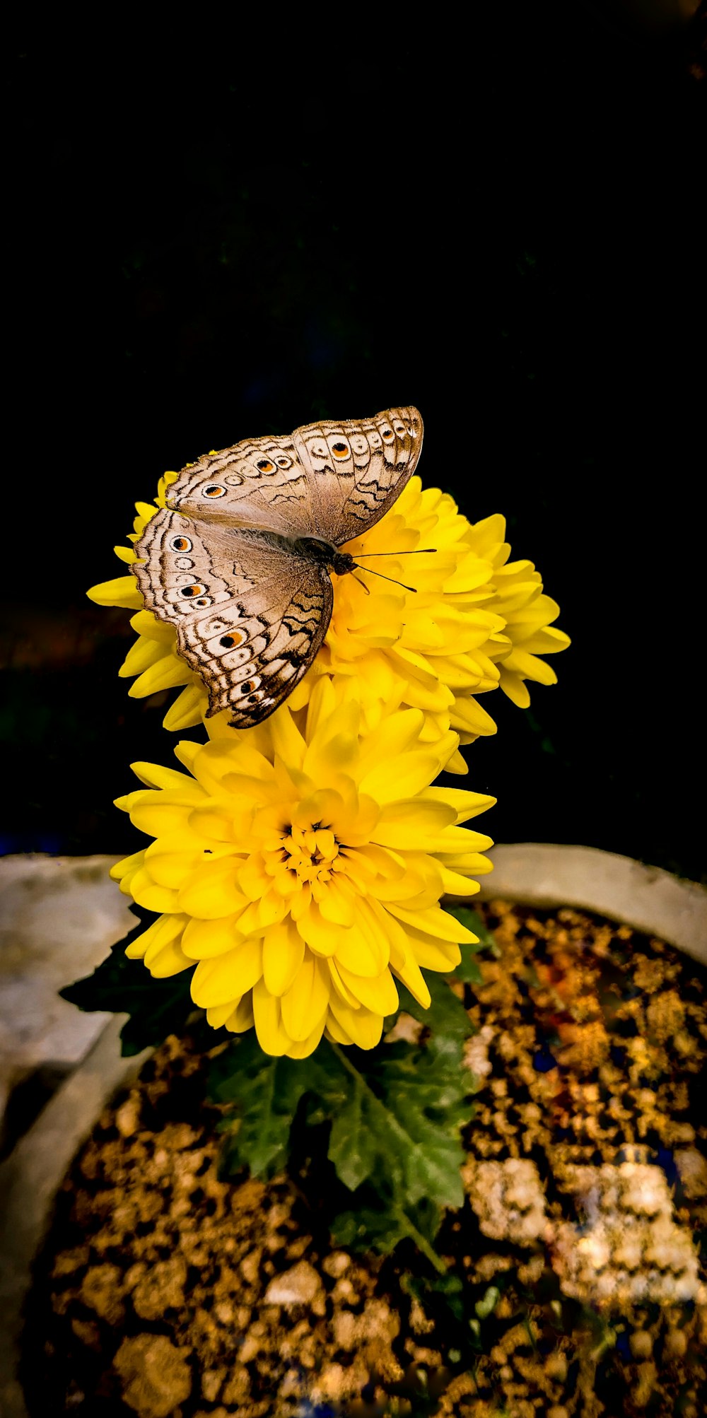 mariposa blanca y negra sobre flor amarilla