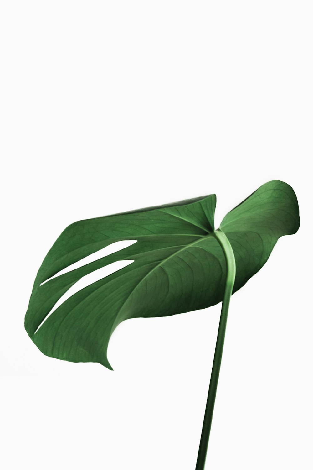 planta de hoja verde sobre fondo blanco