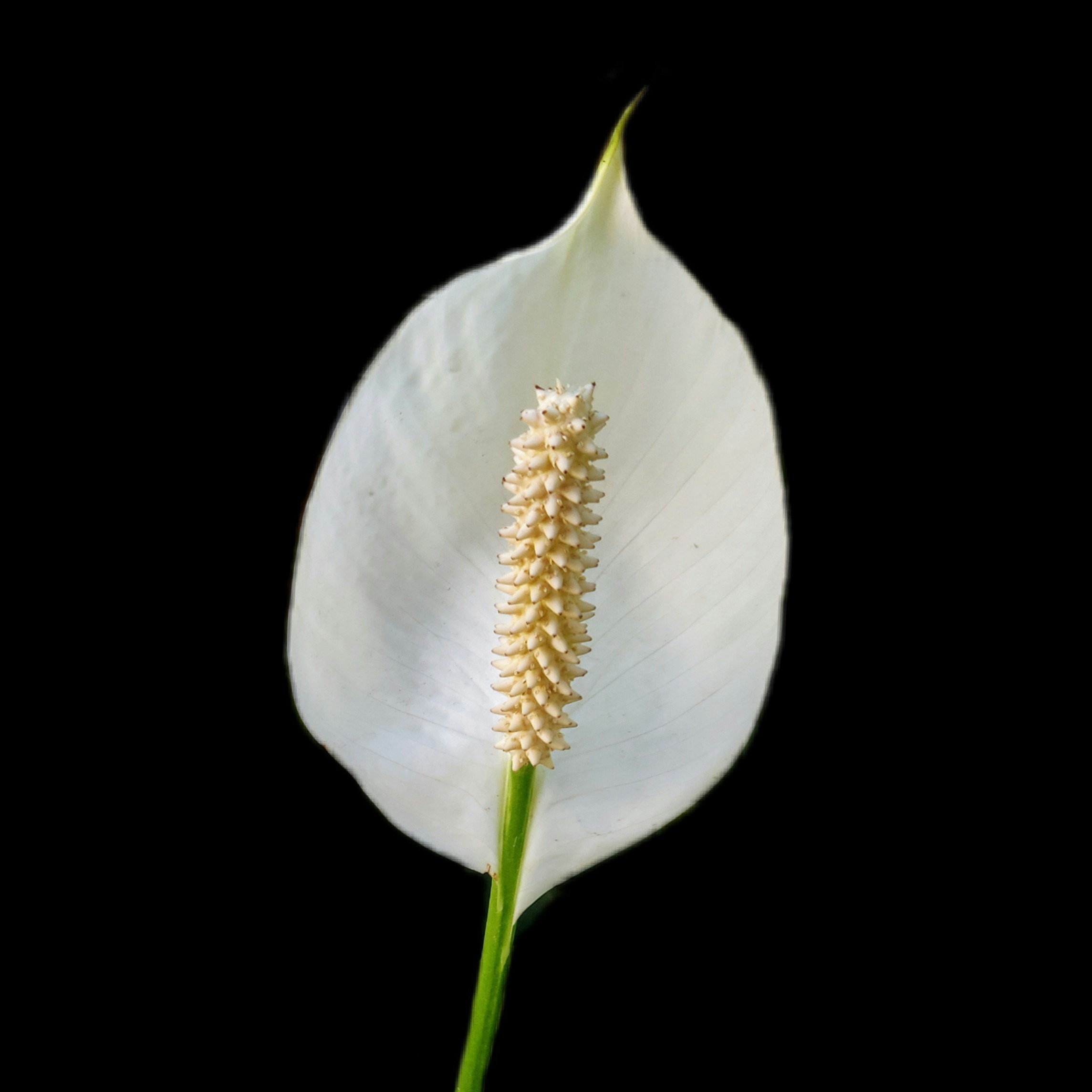 Photo by mubarak_maddy