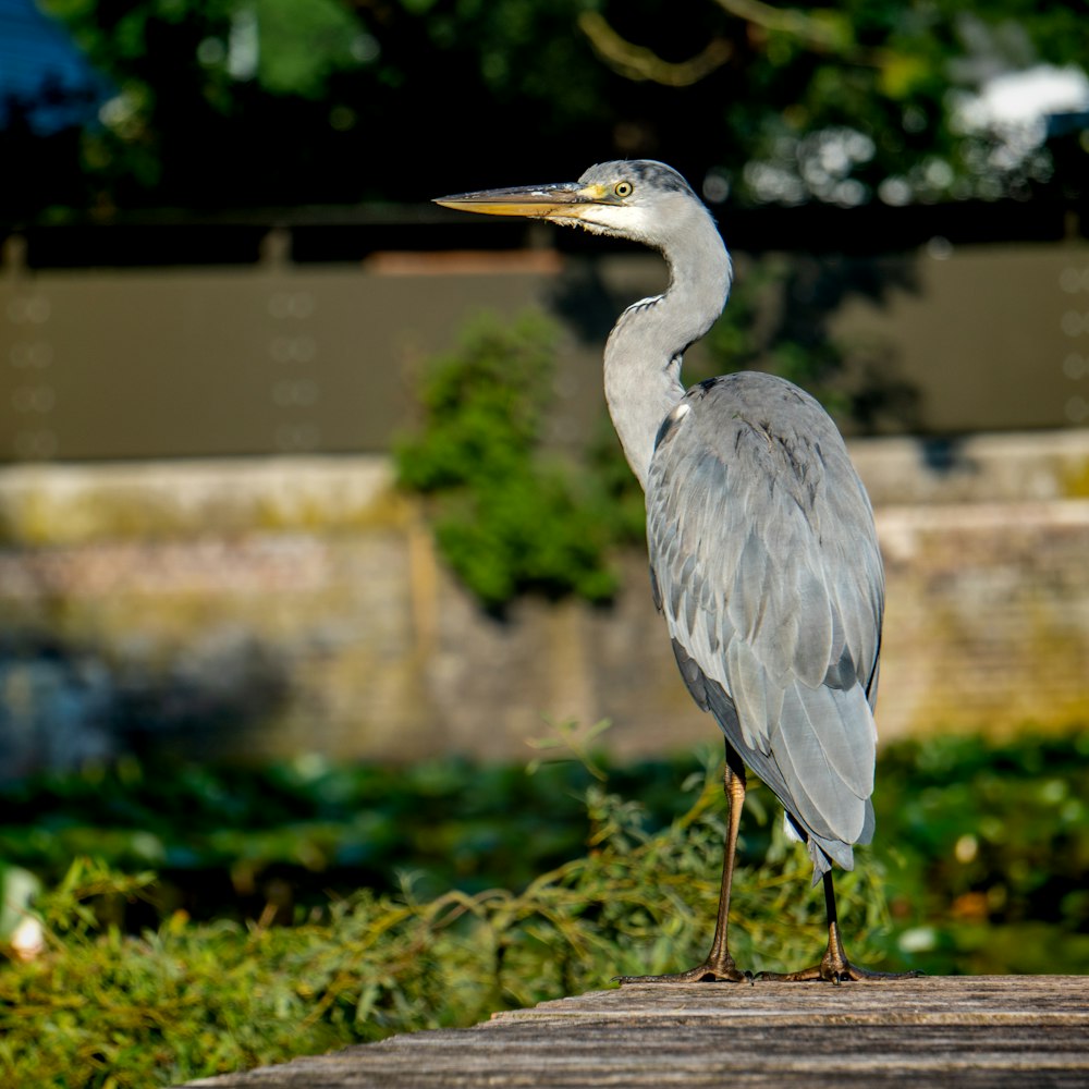 grey bird on brown wooden log