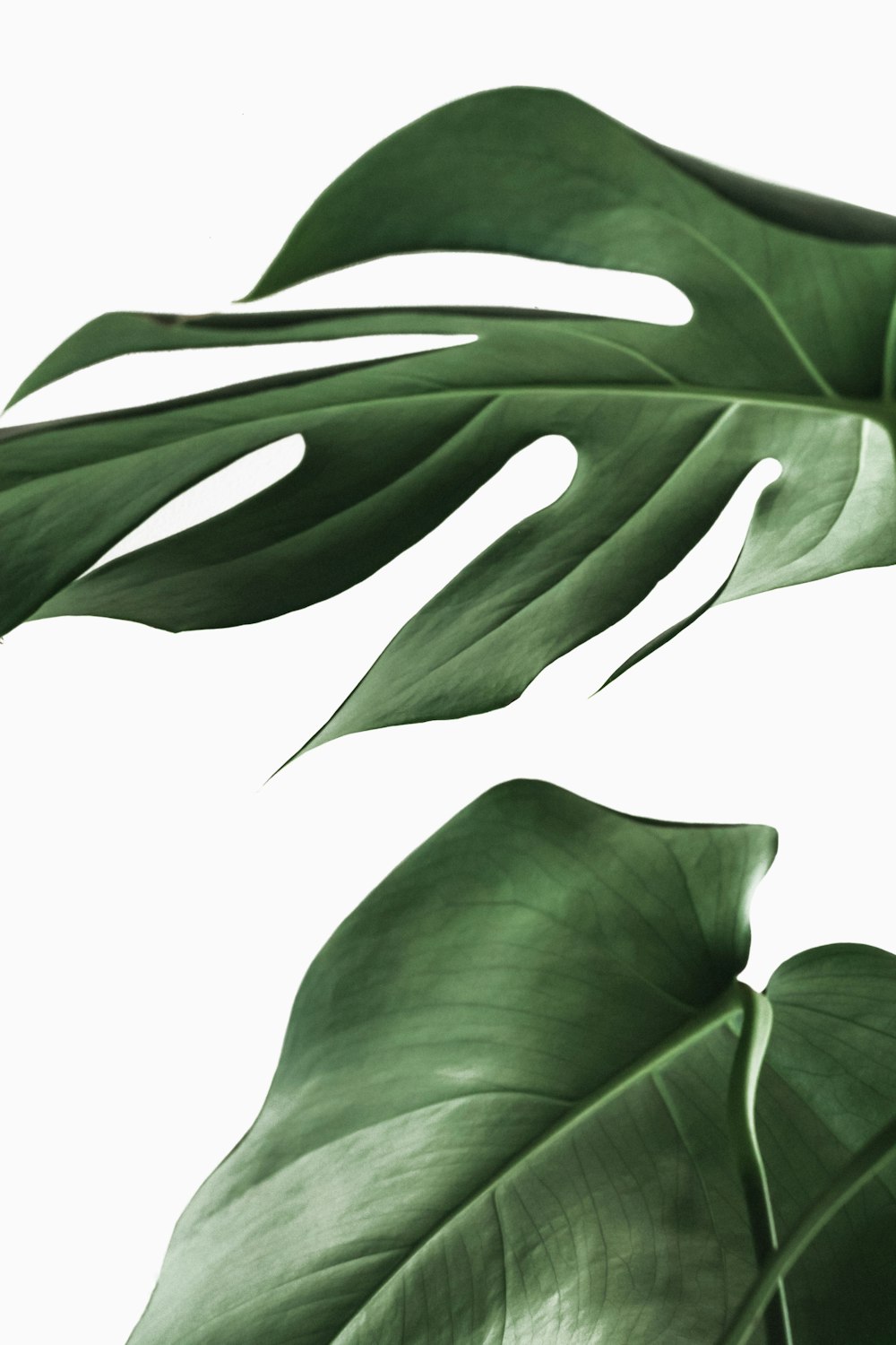 green leaves on white background photo – Free Plant Image on Unsplash