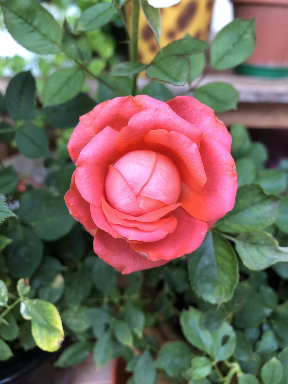 Rosa Rose blüht tagsüber