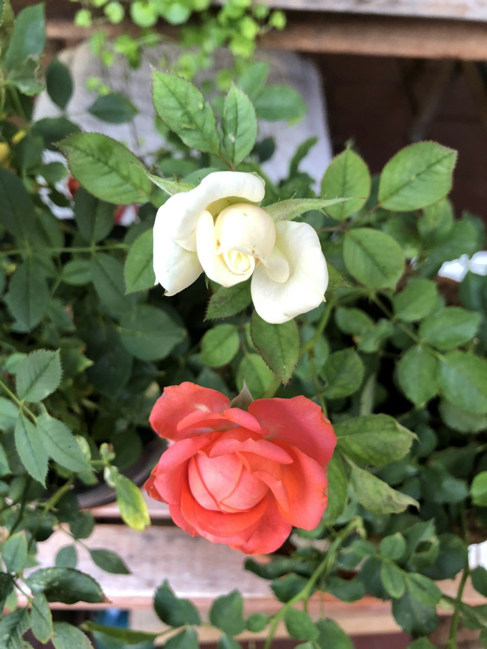 Weiße und rote Rose blüht tagsüber