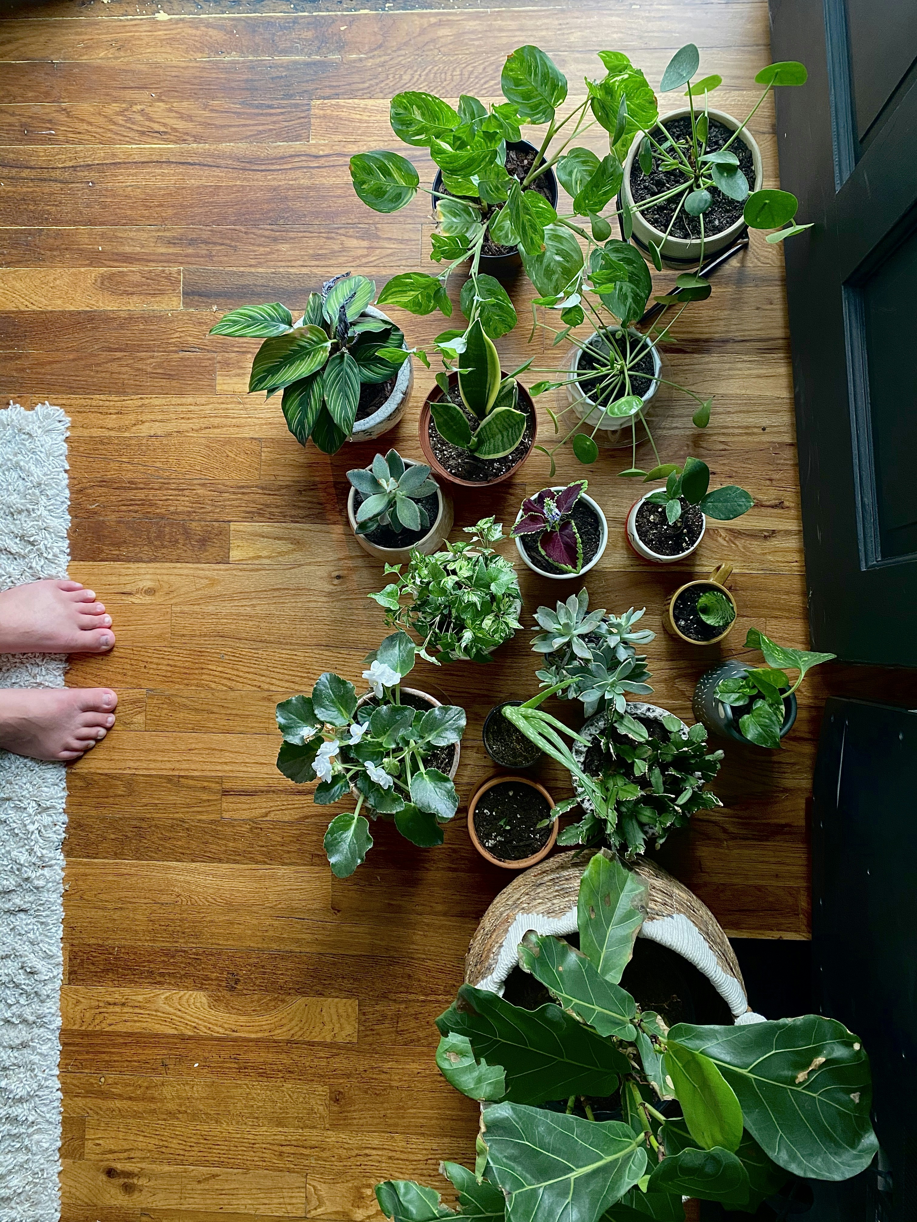 How Do I Care For Indoor Houseplants?