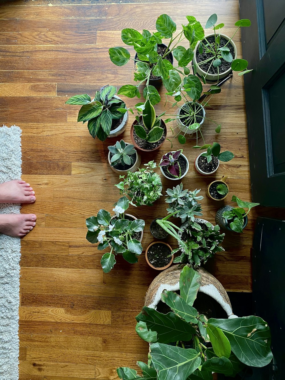 Planta verde y marrón sobre mesa de madera marrón