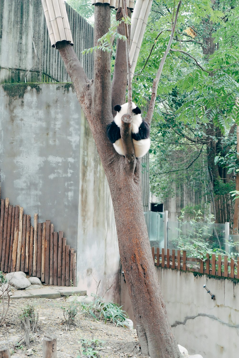 panda on brown tree trunk during daytime