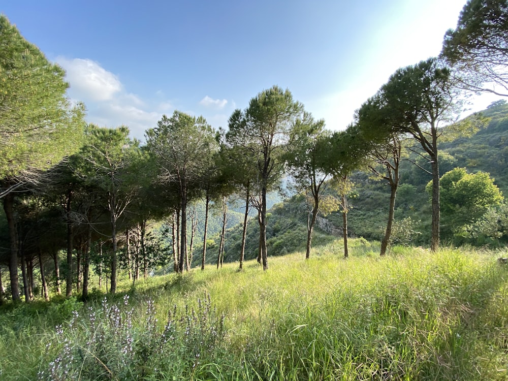 Champ d’herbe verte avec des arbres sous le ciel bleu pendant la journée