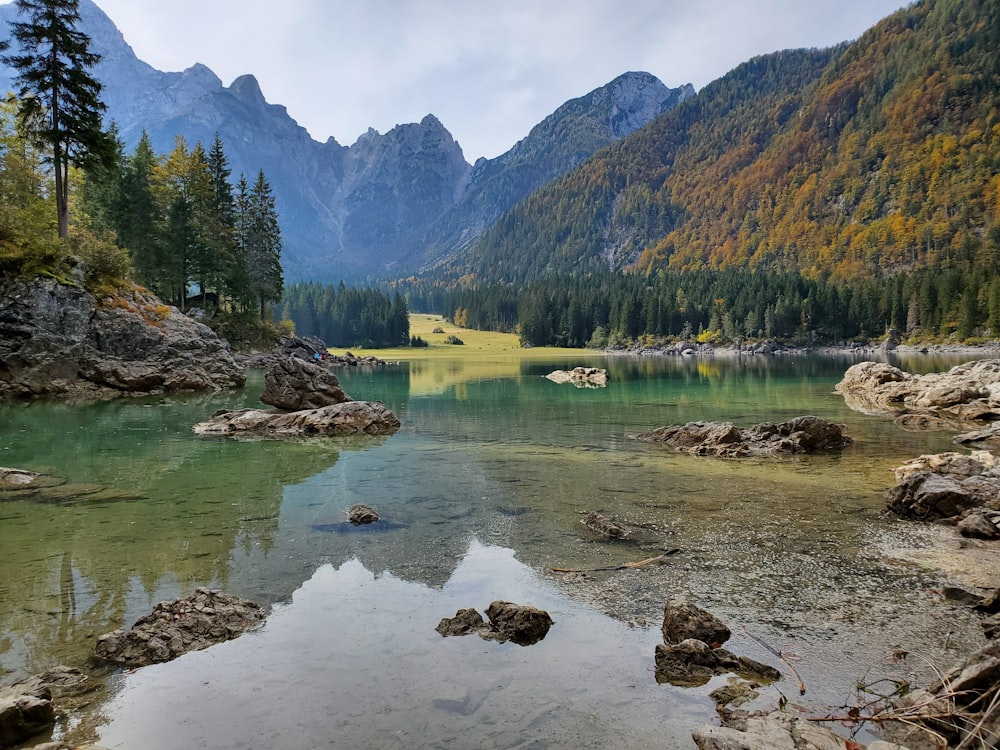 green trees near lake and mountains during daytime