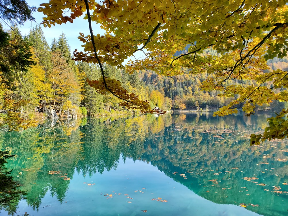 árboles amarillos y verdes junto al cuerpo de agua