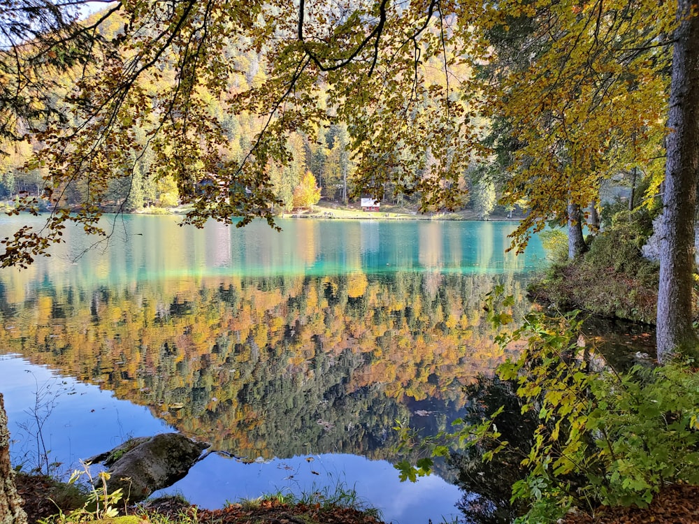 brown trees beside body of water during daytime