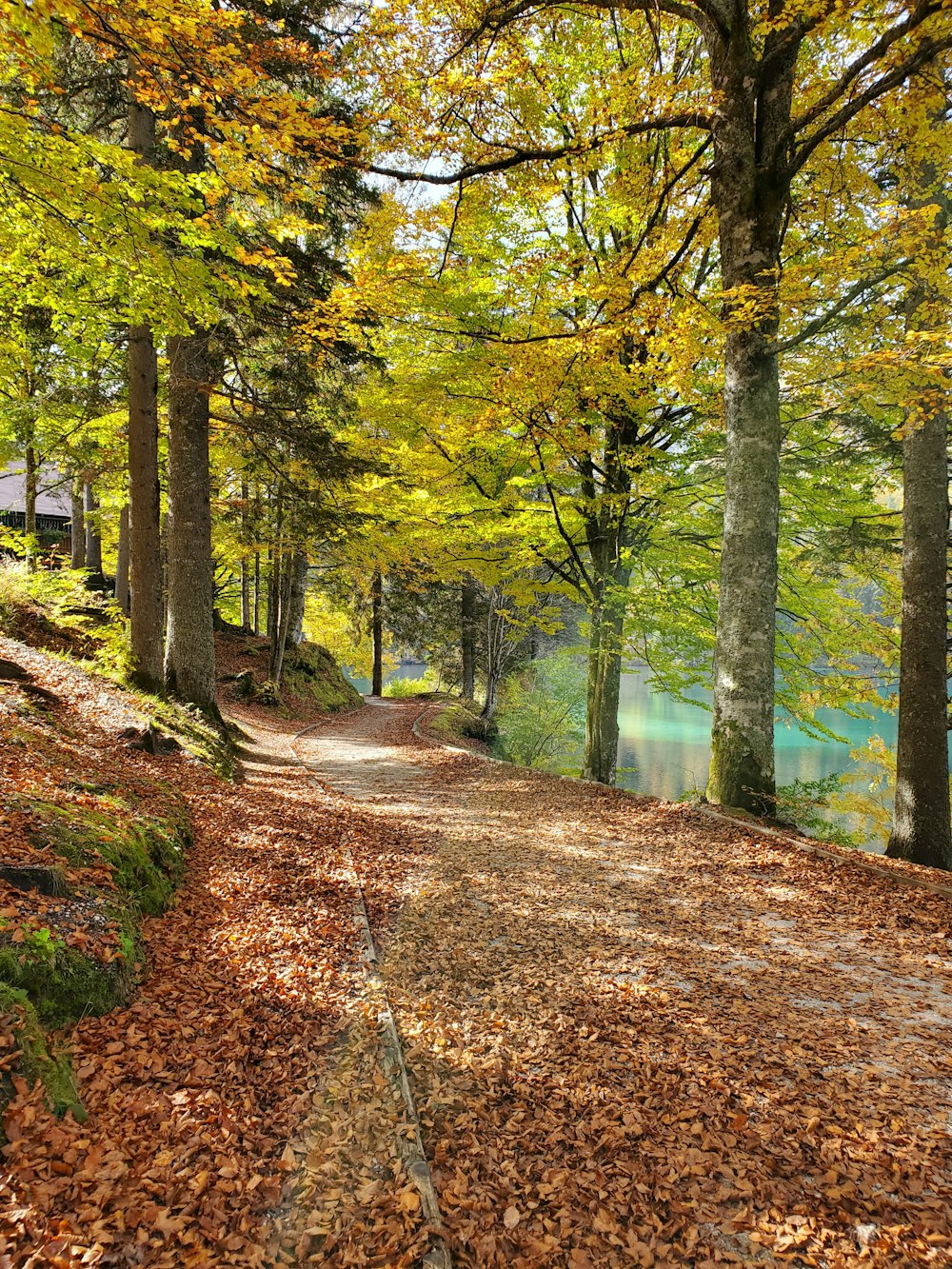 sentiero marrone tra alberi verdi durante il giorno