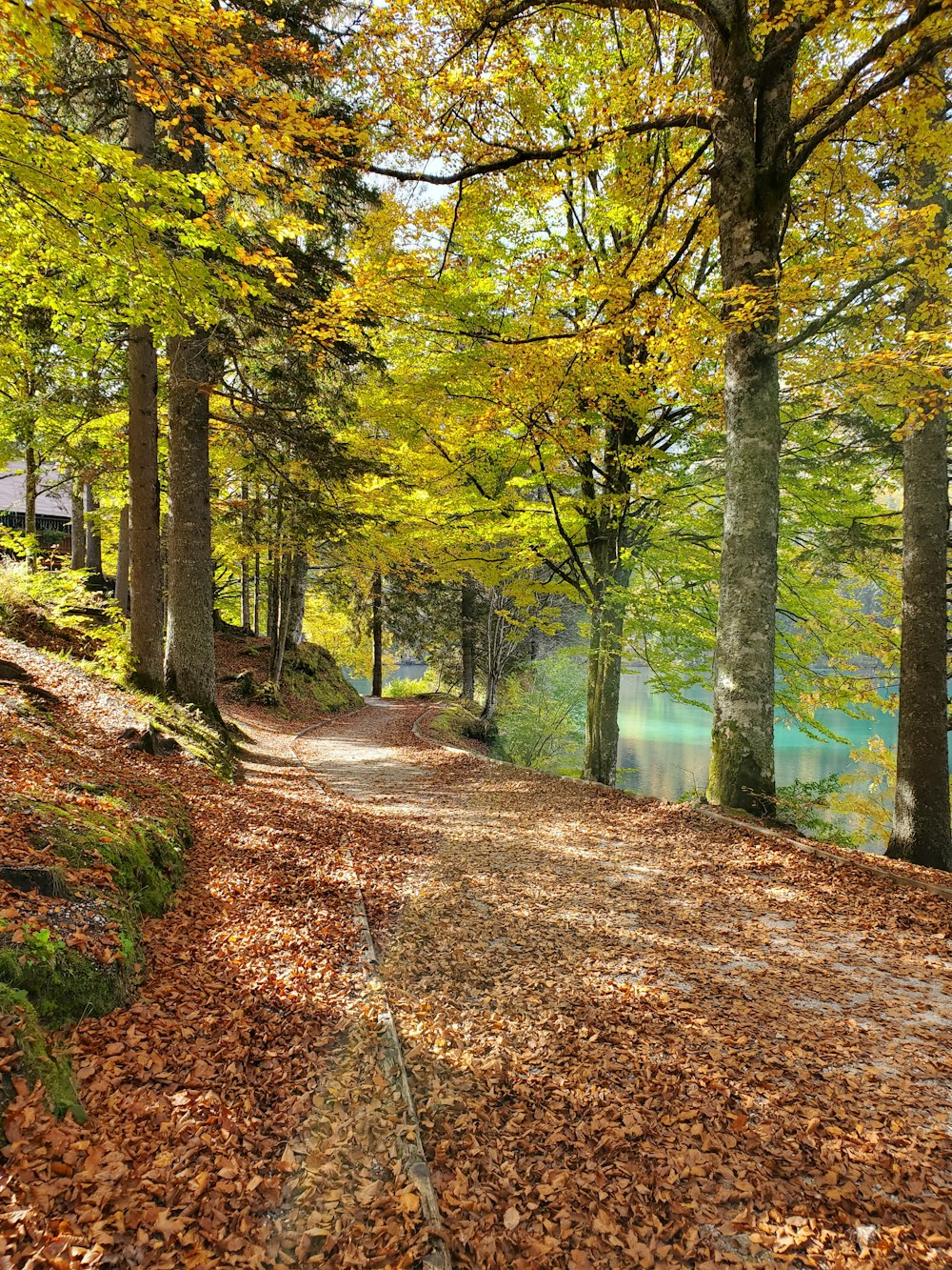 sentier brun entre les arbres verts pendant la journée