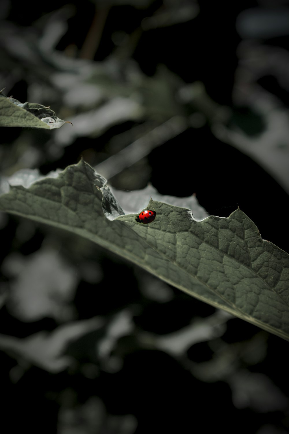 coccinella rossa appollaiata su foglia verde in primo piano fotografia durante il giorno