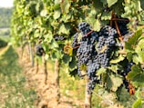Clusters of dark grapes hang heavily from the vine, surrounded by lush, green leaves. The vineyard stretches into the distance, with rows of grapevines neatly aligned and bathed in warm sunlight.
