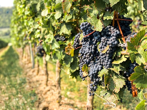 Researchers examining grape samples in a sunlit vineyard in Sardinia