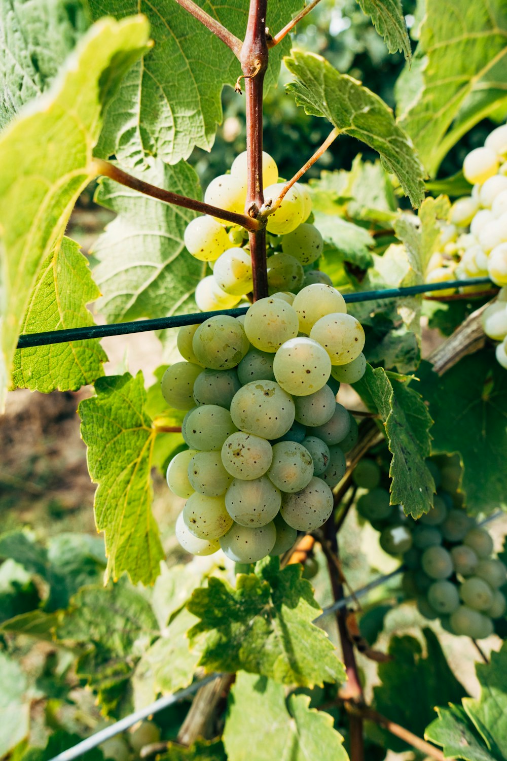 green grapes in close up photography