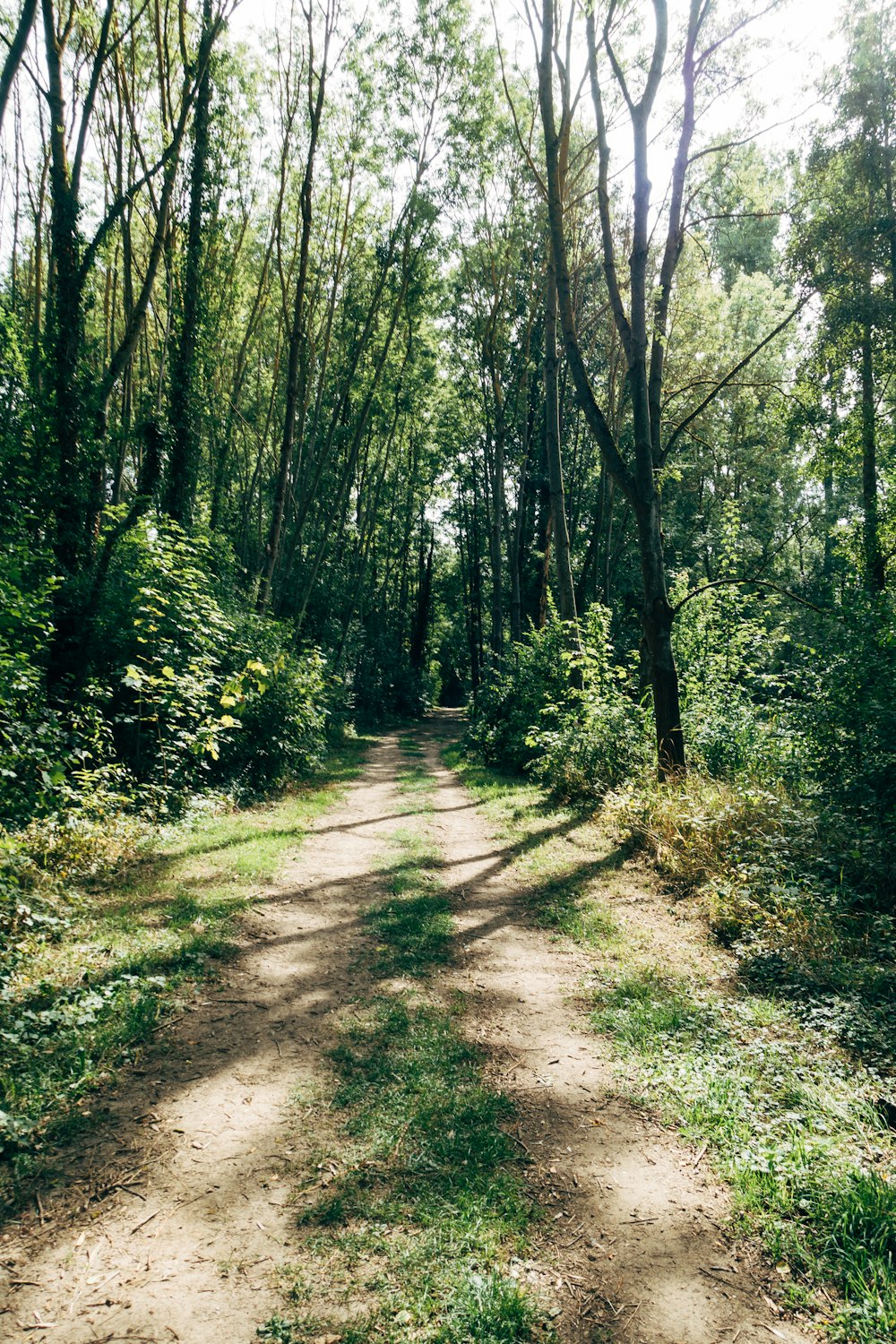 green trees on brown dirt ground during daytime