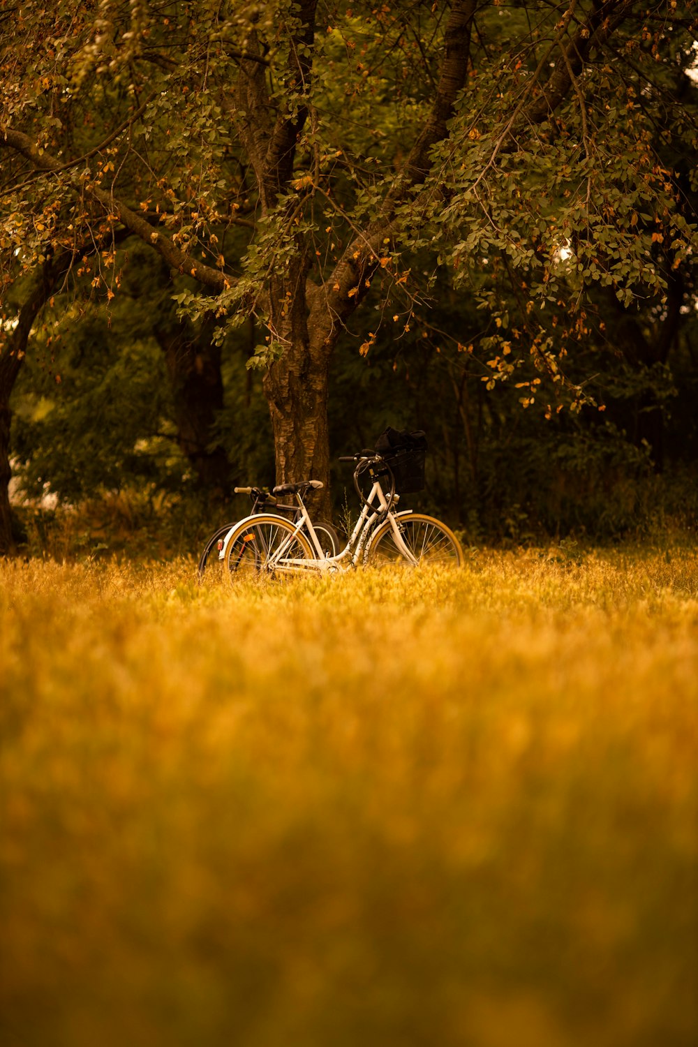 white bicycle on green grass field