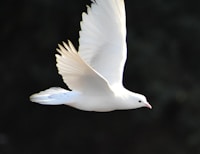 My Dove