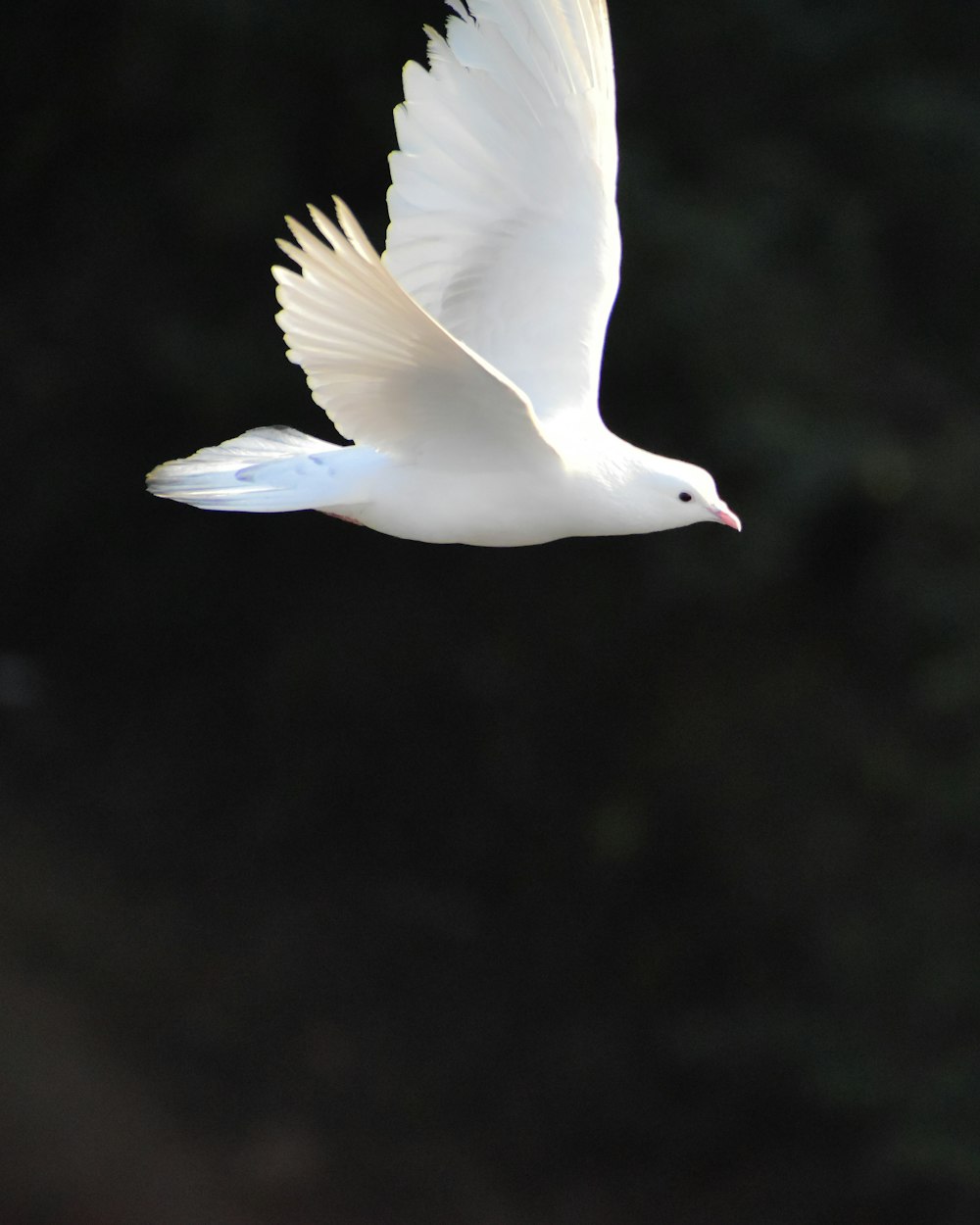 pássaro branco voando durante o dia