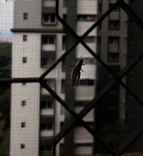 A dark-colored grasshopper is perched on a mesh screen, with an urban building complex in the blurry background, creating a contrast between nature and urban architecture.