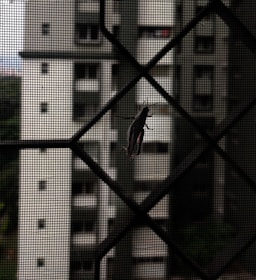 A dark-colored grasshopper is perched on a mesh screen, with an urban building complex in the blurry background, creating a contrast between nature and urban architecture.