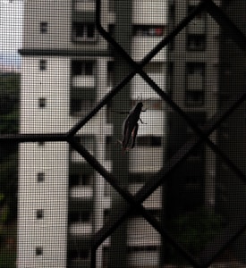 A dark-colored grasshopper is perched on a mesh screen, with an urban building complex in the blurry background, creating a contrast between nature and urban architecture.