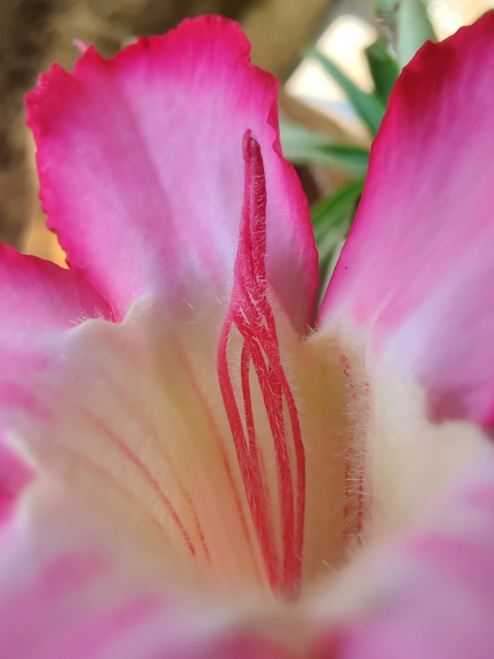 pink and white flower in macro photography