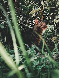 Content cat sitting calmly beside grooming products with fresh green leaves.