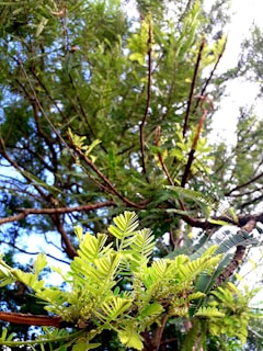 Close-up of a tree with vibrant leaves in sunlight.