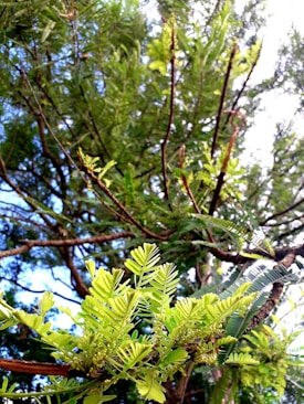 Close-up of a tree with vibrant leaves in sunlight.