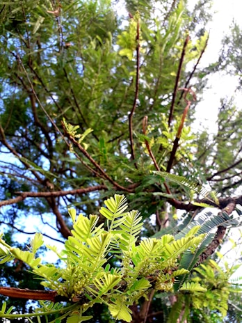Close-up of a tree with vibrant leaves in sunlight.