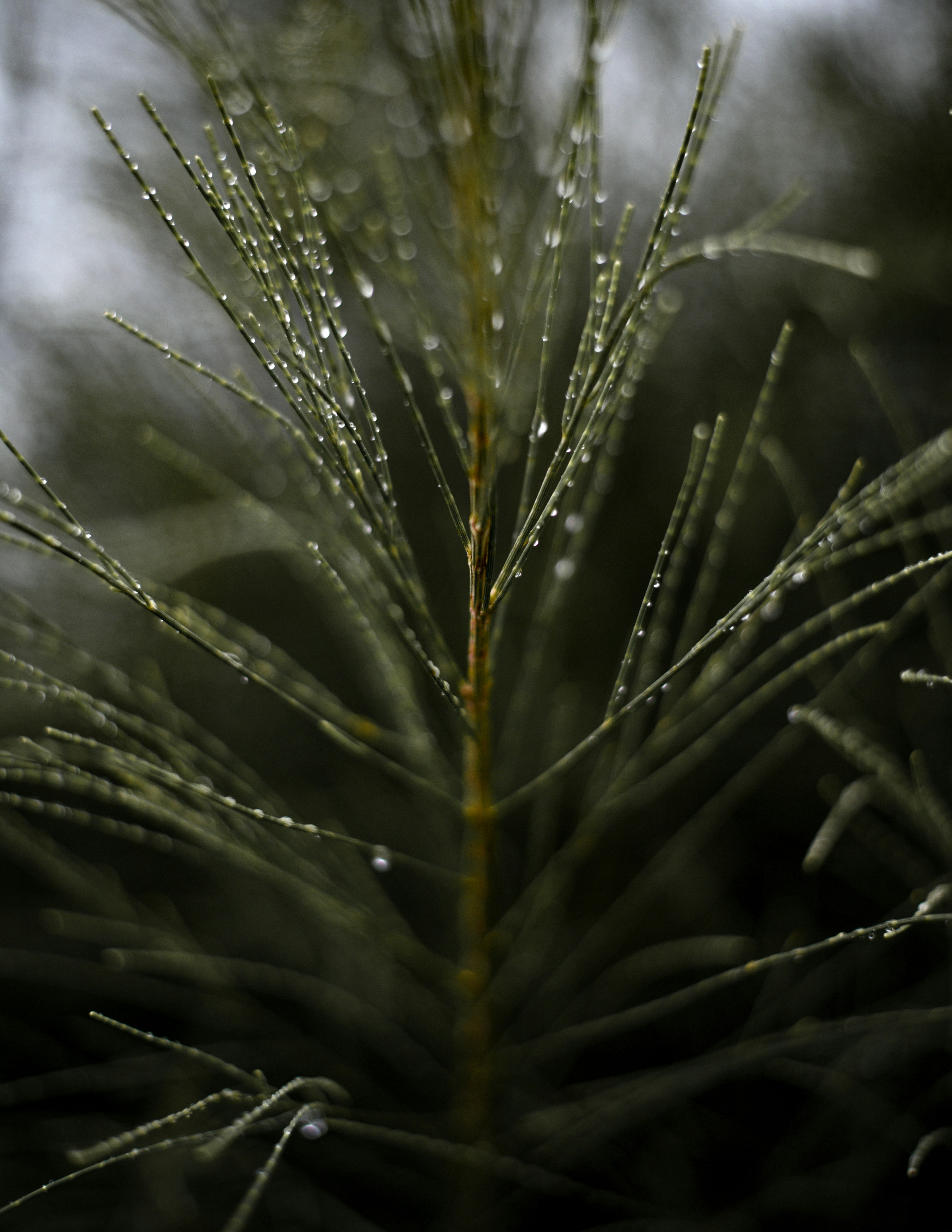 Photo by saurabhmarc