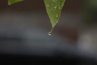 Close-up of water droplets on a leaf symbolizing environmental stewardship and clean water.