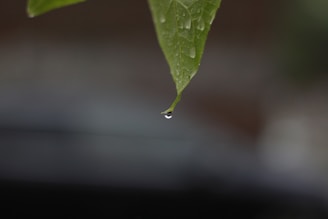 A close-up of water droplets on a leaf, symbolizing conservation.