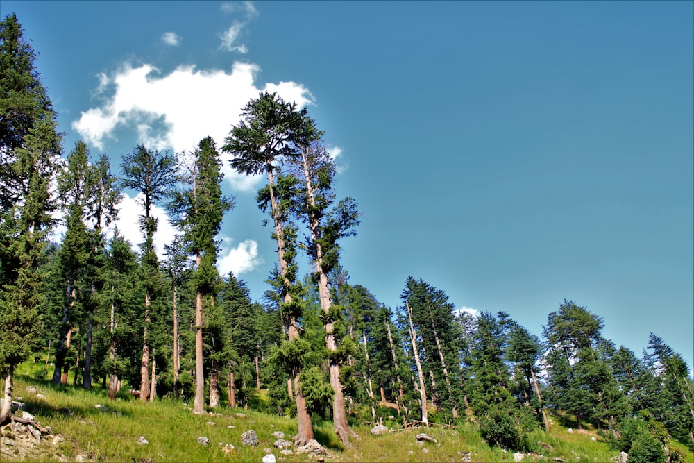 green trees on green grass field under blue sky during daytime