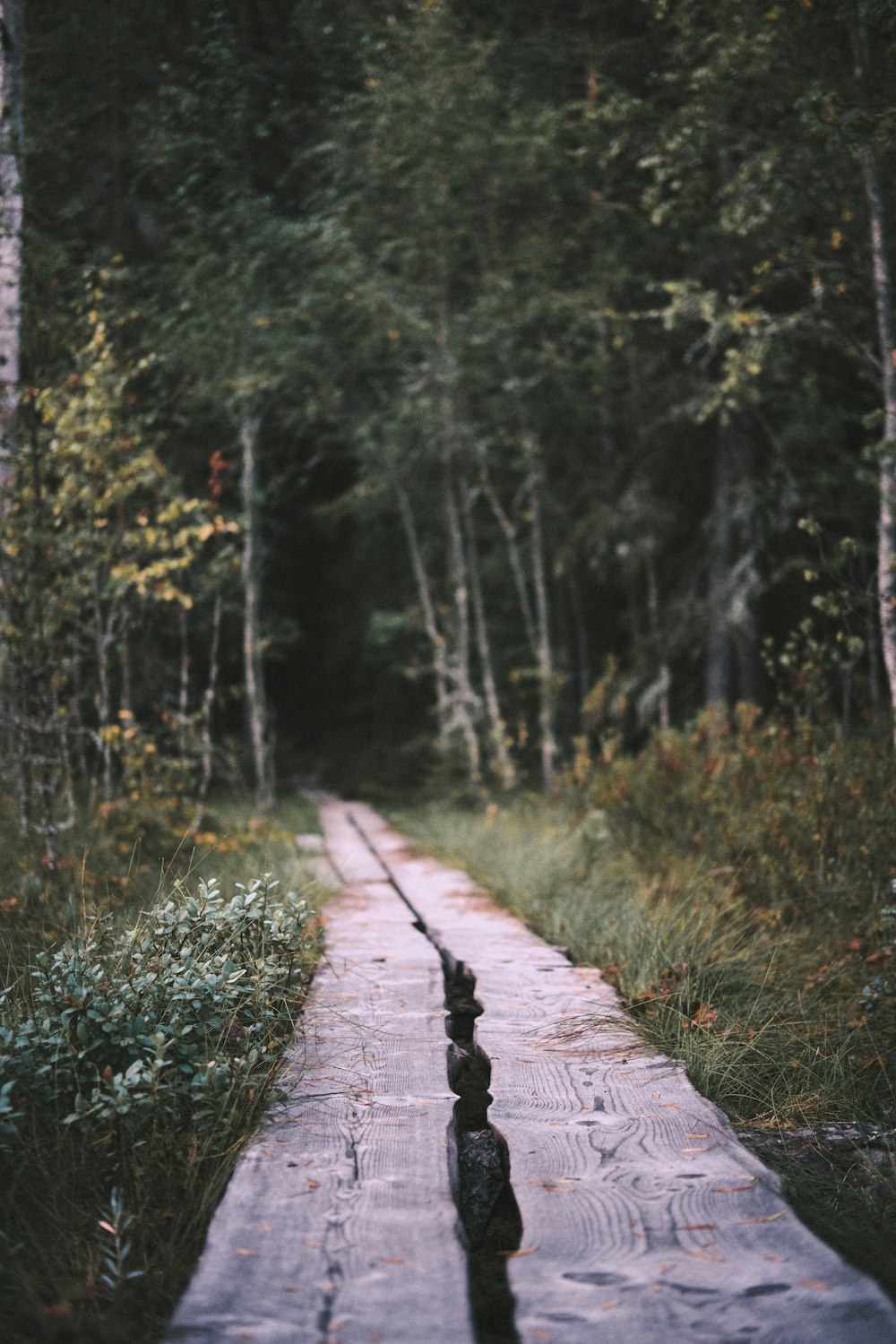 person walking on pathway in between green grass and trees during daytime