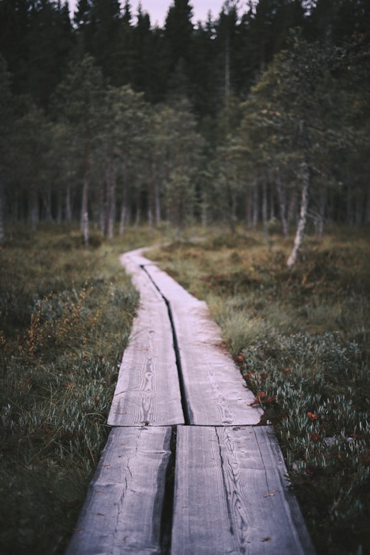 brown wooden pathway in the woods in Seinäjoki Finland