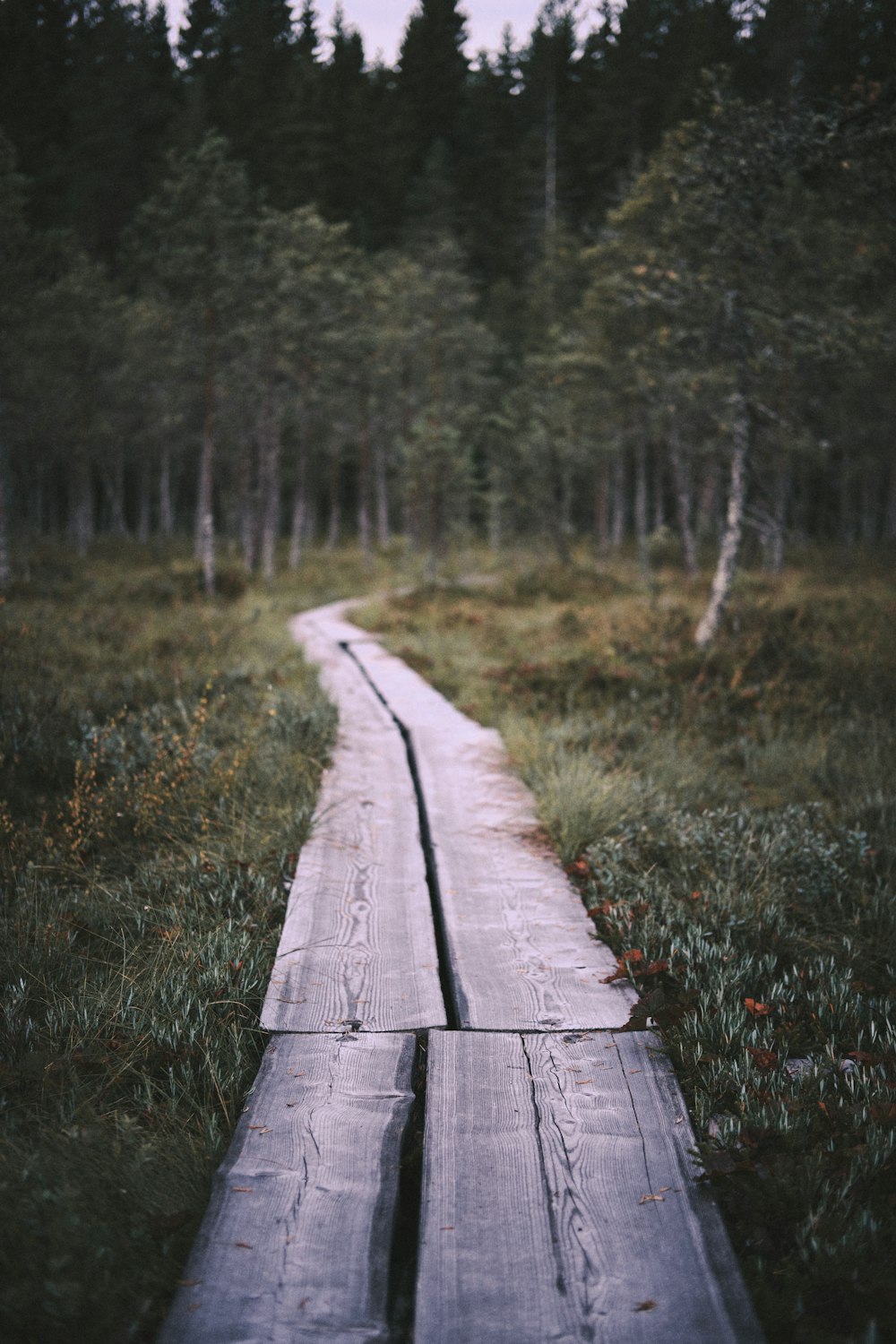 brown wooden pathway in the woods