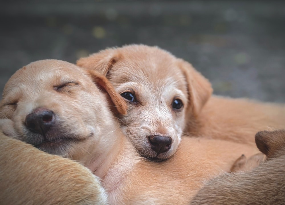 brown short coated dog lying on brown textile