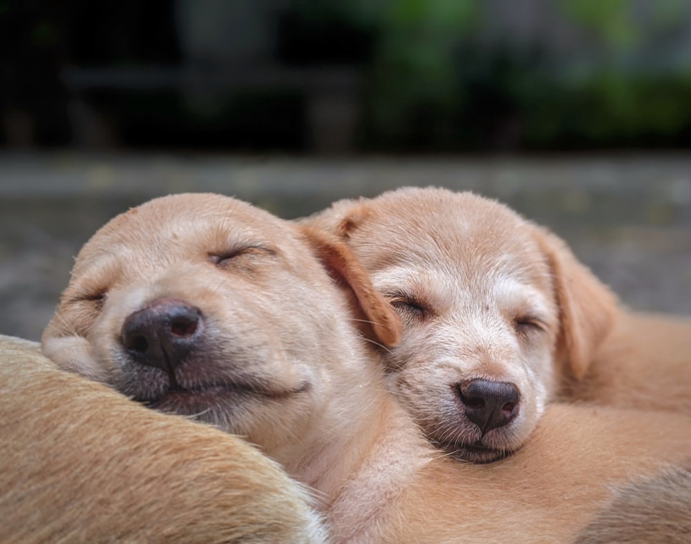 yellow labrador retriever puppy on focus photo