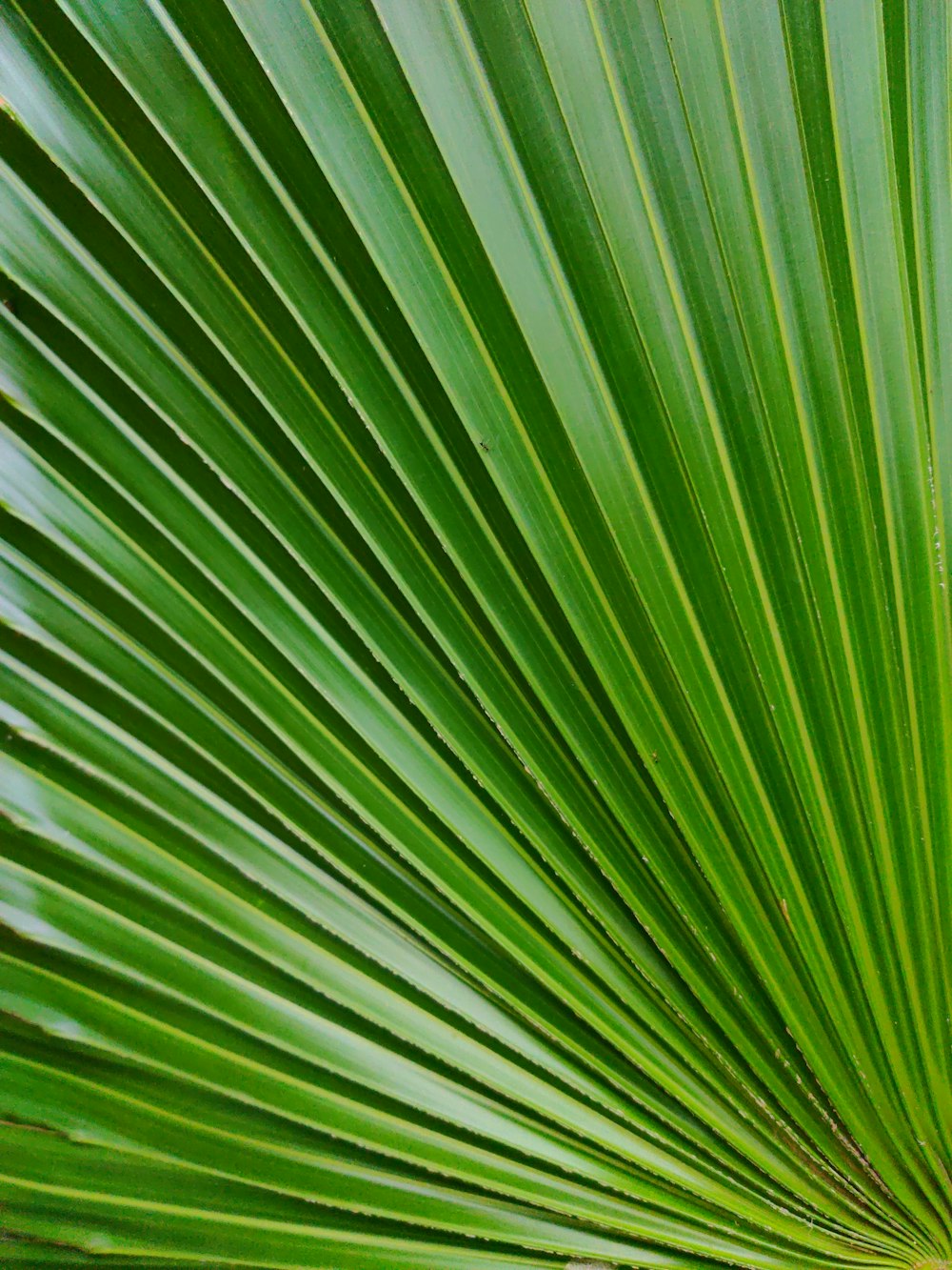 green palm plant during daytime