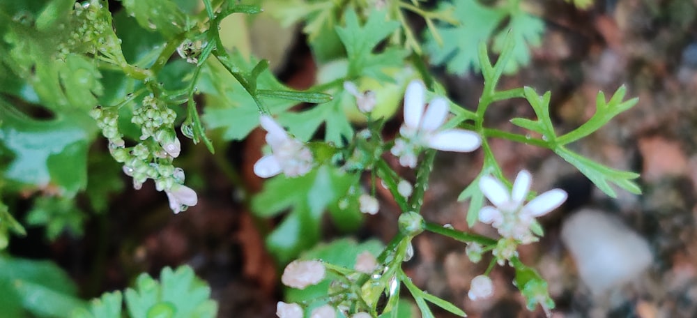 green plant in tilt shift lens